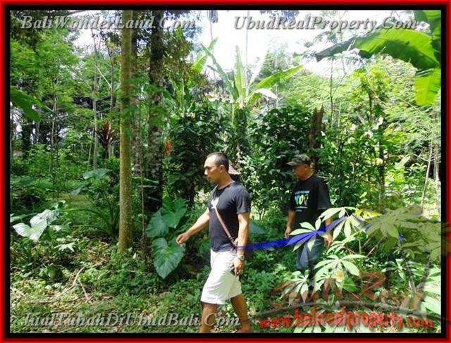 TJUB382 - Tanah dijual ( Land for sale ) di Ubud Bali 06