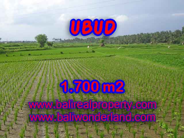 TANAH DIJUAL DI UBUD BALI MURAH TJUB398 - PELUANG INVESTASI PROPERTY DI BALI