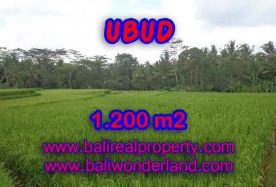 DI JUAL TANAH DI UBUD BALI TJUB400 - PELUANG INVESTASI PROPERTY DI BALI