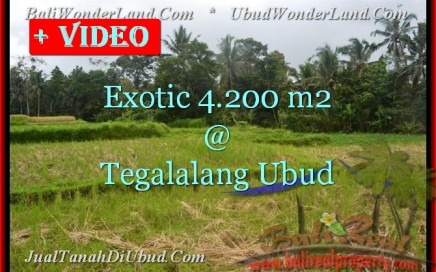 JUAL MURAH TANAH di UBUD 42 Are View Sawah dan Sungai