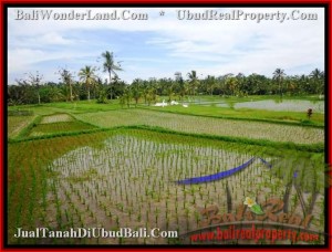 TJUB477 Tanah dijual MURAH di UBUD - Land for sale in Ubud Bali 7