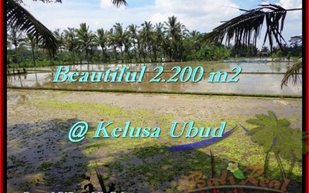 JUAL MURAH TANAH di UBUD 2,200 m2 View sawah