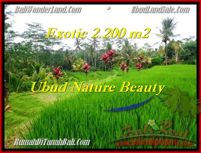 DIJUAL TANAH MURAH di UBUD BALI 2,200 m2 di Ubud Tegalalang