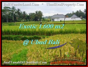 JUAL TANAH MURAH di UBUD BALI 16 Are View sawah lingkungan villa