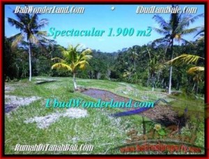 TANAH di UBUD BALI DIJUAL MURAH 19 Are di Ubud Tegalalang