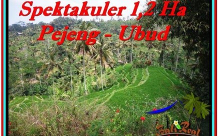 JUAL TANAH MURAH di UBUD BALI 120 Are di Ubud Tampak Siring