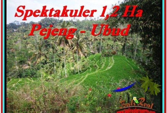 TANAH MURAH JUAL di UBUD BALI 120 Are View Sawah dan Tebing