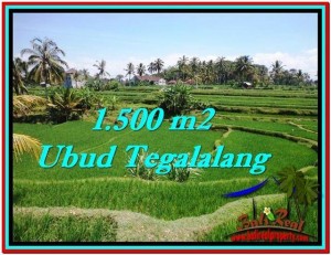 TANAH MURAH di UBUD BALI 1,500 m2 di Ubud Tegalalang