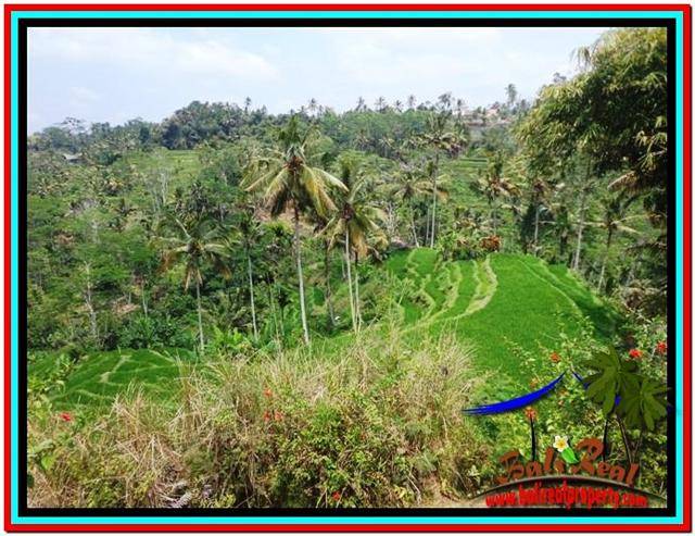 TANAH MURAH JUAL di UBUD BALI 120 Are View Sawah dan Tebing