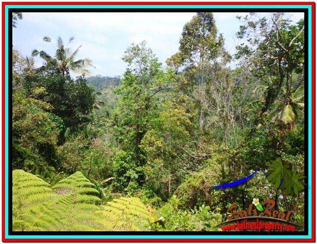 TANAH MURAH JUAL di UBUD BALI 120 Are View Sawah dan Tebing