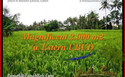 TANAH MURAH di UBUD BALI 2,000 m2 di Ubud Pejeng