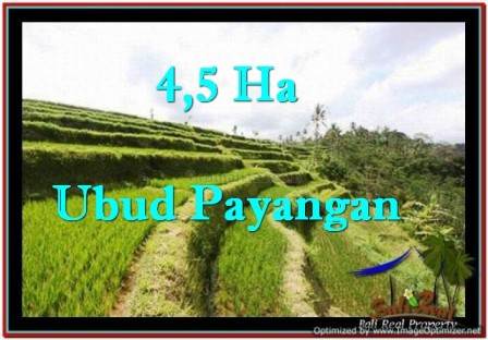 TANAH di UBUD JUAL MURAH 450 Are View Sawah dan Tebing Sungai