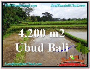 JUAL TANAH MURAH di UBUD 4,200 m2 di Ubud Tampak Siring