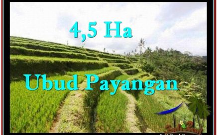 DIJUAL MURAH TANAH di UBUD BALI 450 Are di Ubud Payangan