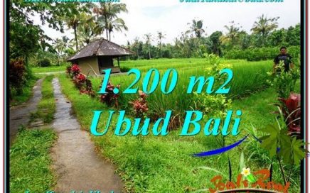 JUAL TANAH di UBUD BALI 12 Are di Ubud Payangan