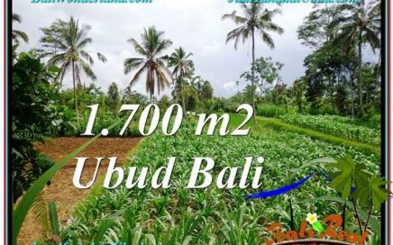 JUAL TANAH di UBUD BALI 17 Are di Ubud Payangan