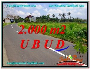 TANAH MURAH di UBUD BALI 20 Are di Sentral Ubud