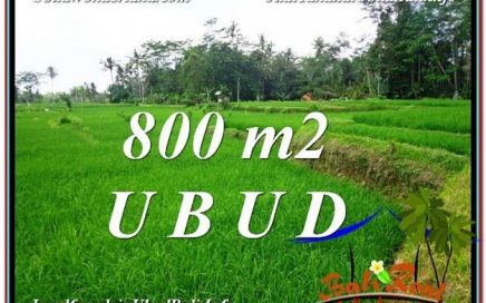 TANAH di UBUD DIJUAL MURAH 8 Are di Ubud Pejeng