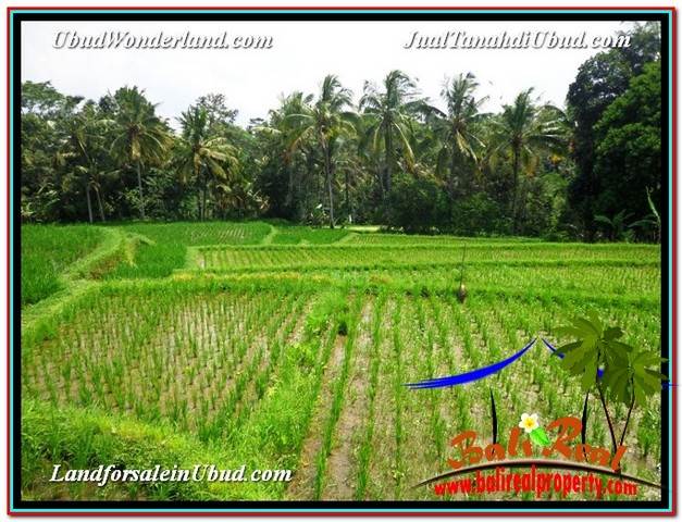 INVESTASI PROPERTI, TANAH DIJUAL MURAH di UBUD TJUB594