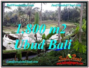 JUAL MURAH TANAH di UBUD 1,800 m2 di Ubud Tampak Siring