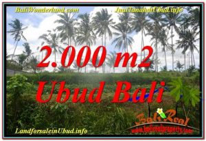 TANAH MURAH DIJUAL di UBUD BALI 2,000 m2 di Ubud Pejeng