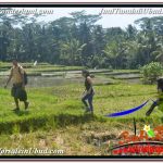 INVESTASI PROPERTY, JUAL TANAH di UBUD BALI TJUB631