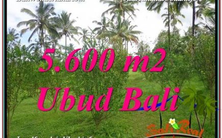 TANAH MURAH JUAL UBUD 56 Are View Tebing dan kebun