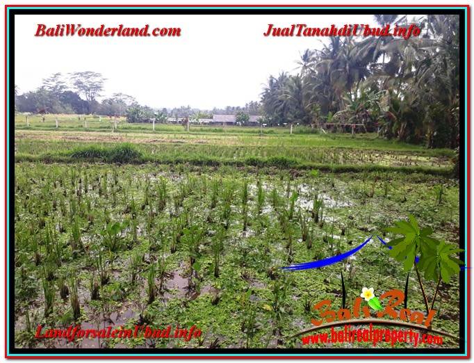 TANAH di UBUD DIJUAL MURAH Untuk INVESTASI TJUB615