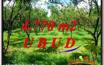 TANAH DIJUAL MURAH di UBUD Untuk INVESTASI TJUB598