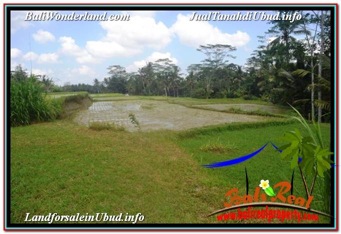 DIJUAL MURAH TANAH di UBUD BALI Untuk INVESTASI TJUB629