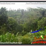 TANAH MURAH JUAL UBUD 5,800 m2 View Hutan dan Sungai