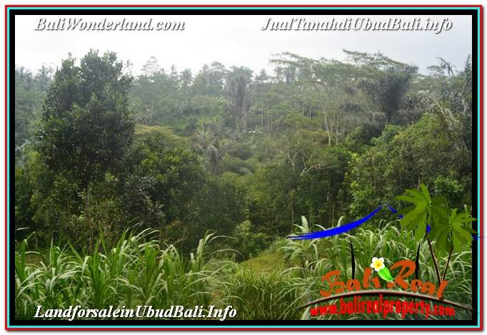 TANAH MURAH JUAL UBUD 5,800 m2 View Hutan dan Sungai