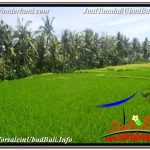 JUAL TANAH di UBUD 5,569 m2 View Sawah dan Sungai Kecil