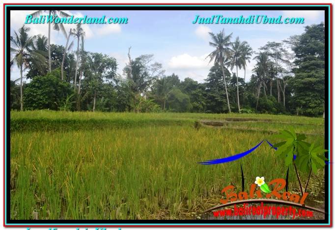 TANAH MURAH di UBUD BALI DIJUAL 1,000 m2 View Sawah dan Sungai Kecil, Link. Villa