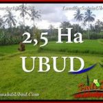 JUAL TANAH MURAH di UBUD 250 Are di Ubud Payangan