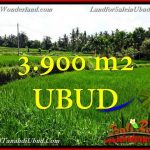 JUAL MURAH TANAH di UBUD 39 Are di Ubud Pejeng