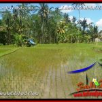 INVESTASI PROPERTY, TANAH DIJUAL MURAH di UBUD BALI TJUB652