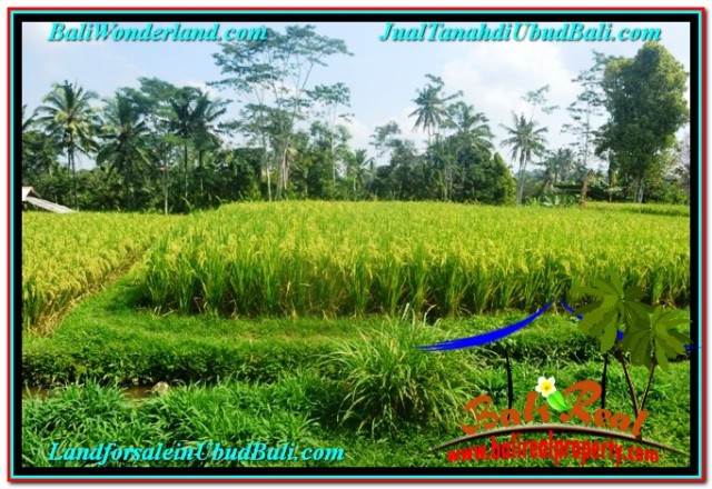 TANAH di UBUD DIJUAL MURAH 1,500 m2 di UBUD TEGALALANG