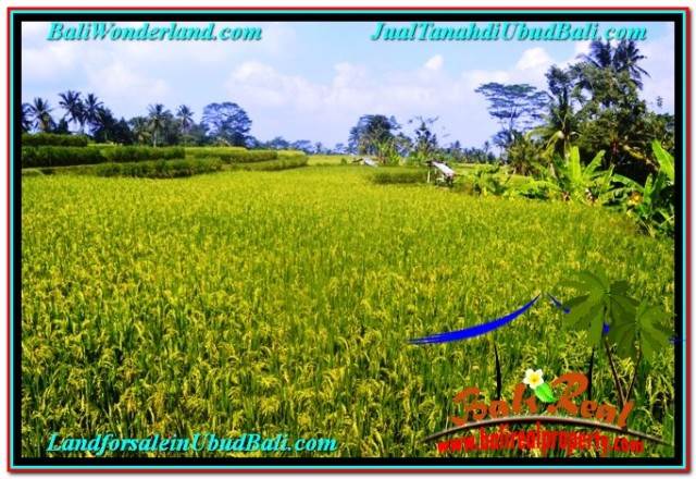 TANAH di UBUD DIJUAL MURAH 1,500 m2 di UBUD TEGALALANG