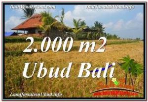 TANAH MURAH DIJUAL di UBUD 20 Are di UBUD TEGALALANG