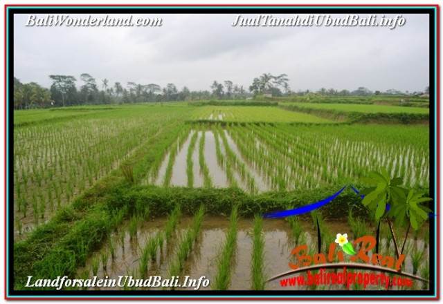 TANAH MURAH di UBUD 36 Are di UBUD TEGALALANG