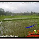 TANAH MURAH di UBUD 36 Are di UBUD TEGALALANG