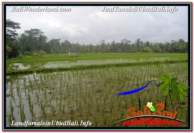 TANAH MURAH di UBUD 36 Are di UBUD TEGALALANG