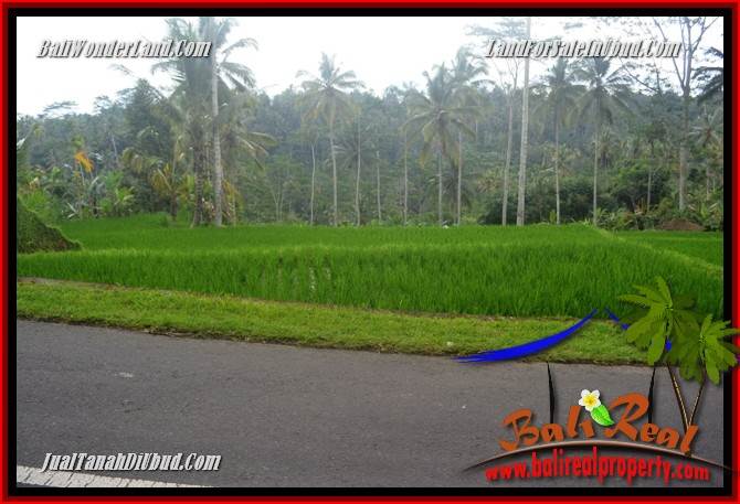 Dijual Murah Tanah di Ubud Bali 10,000 m2 di Ubud Tegalalang