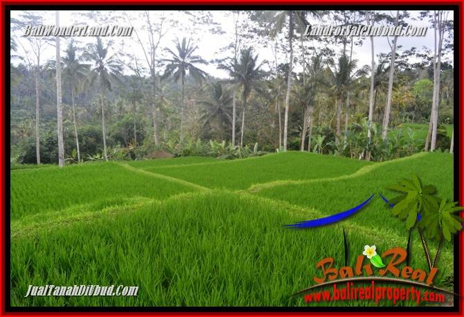 Dijual Murah Tanah di Ubud Bali 10,000 m2 di Ubud Tegalalang