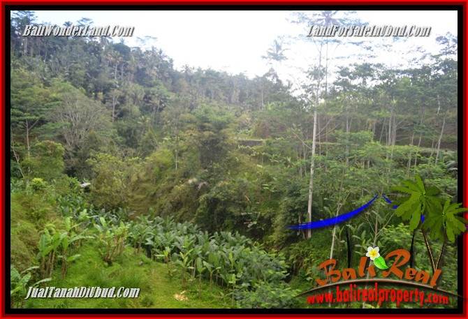 Dijual Murah Tanah di Ubud Bali 10,000 m2 di Ubud Tegalalang