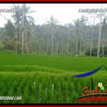 Dijual Murah Tanah di Ubud Bali 10,000 m2 di Ubud Tegalalang