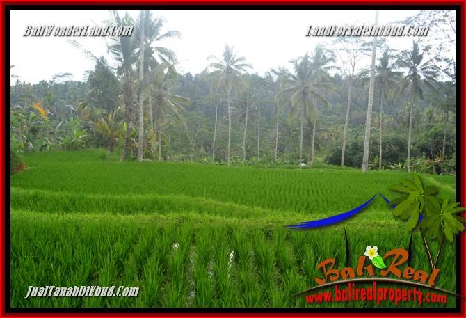 Dijual Murah Tanah di Ubud Bali 10,000 m2 di Ubud Tegalalang