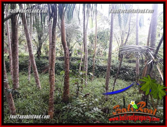 Tanah Dijual di Ubud Bali 4 Are View kebun, lingkungan Villa