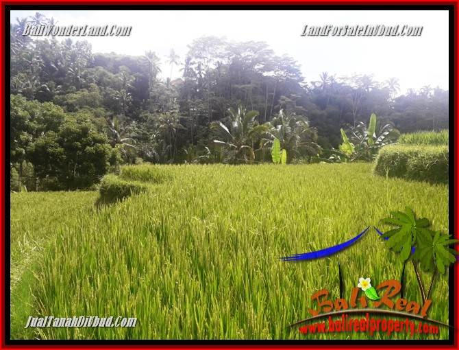 JUAL Tanah di Ubud 25 Are View sawah, lingkungan Villa